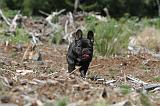 BOULEDOGUE FRANCAIS 038